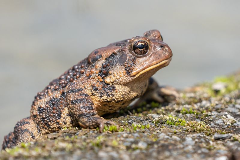 Pair the toad’s limited help with integrated pest management