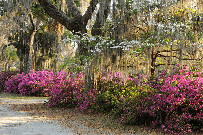 Pair the tree with plants that fill the other seasons