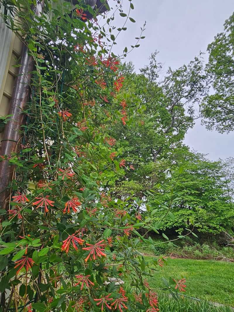 Pair the trellis with an open hunting strip
