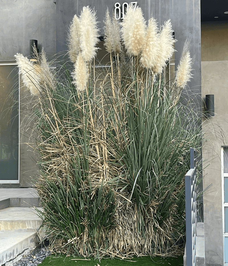 Pampas Grass