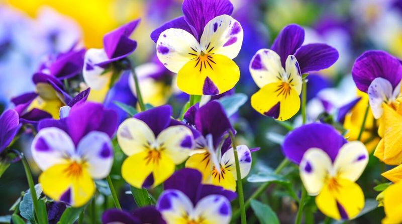 Pansies and Violas