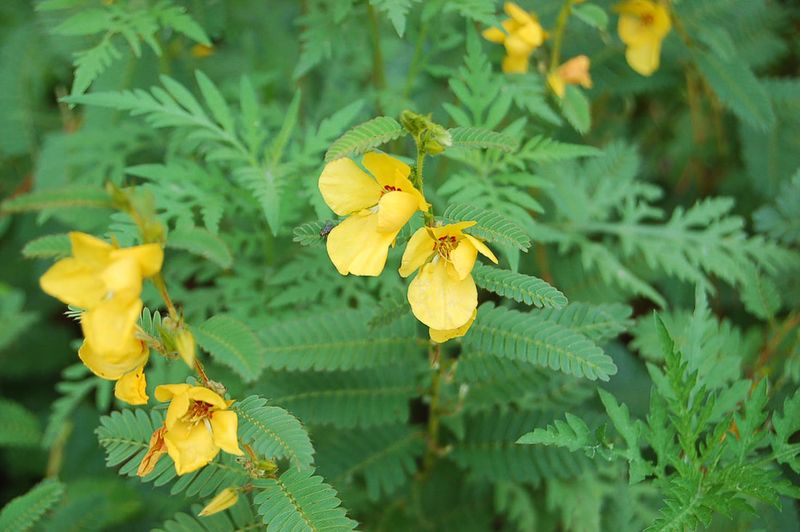 Partridge Pea