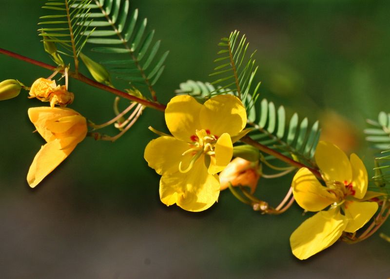 Partridge Pea
