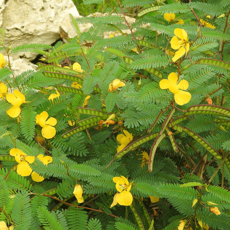 Partridge Pea Partridge Pea