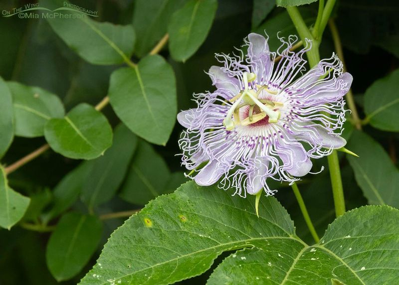 Passionflower Vine