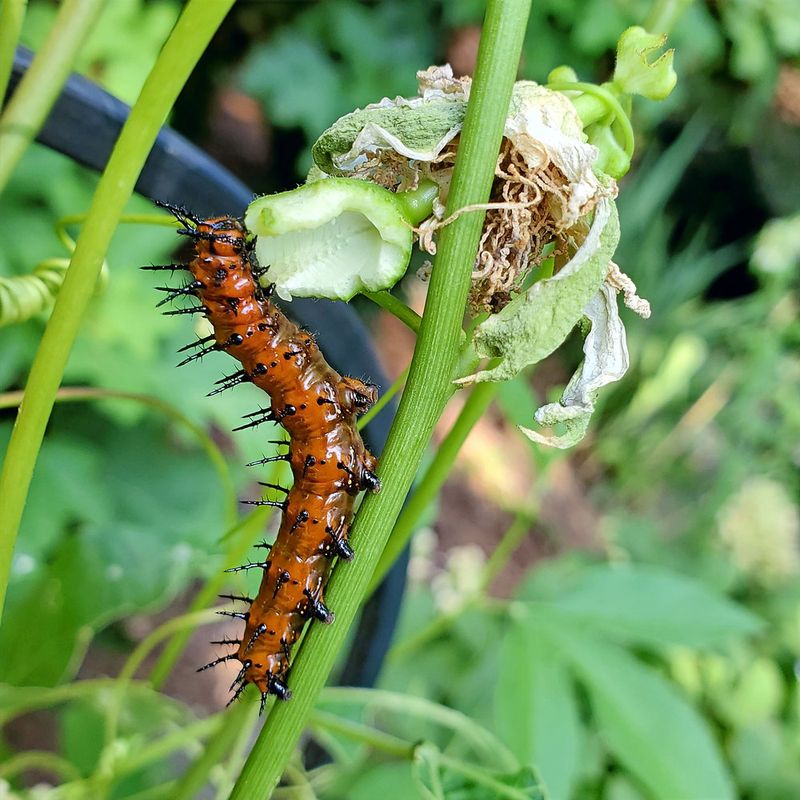Passionflower supplies a caterpillar host