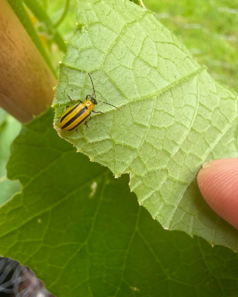 Patchy symptoms and feeding damage require a separate inspection