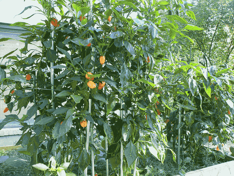 Pause nonessential pruning during the heat wave