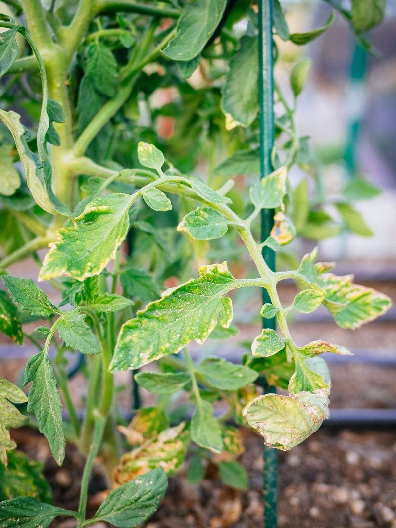 Pause unneeded high-nitrogen feeding first Pause unneeded high-nitrogen feeding first