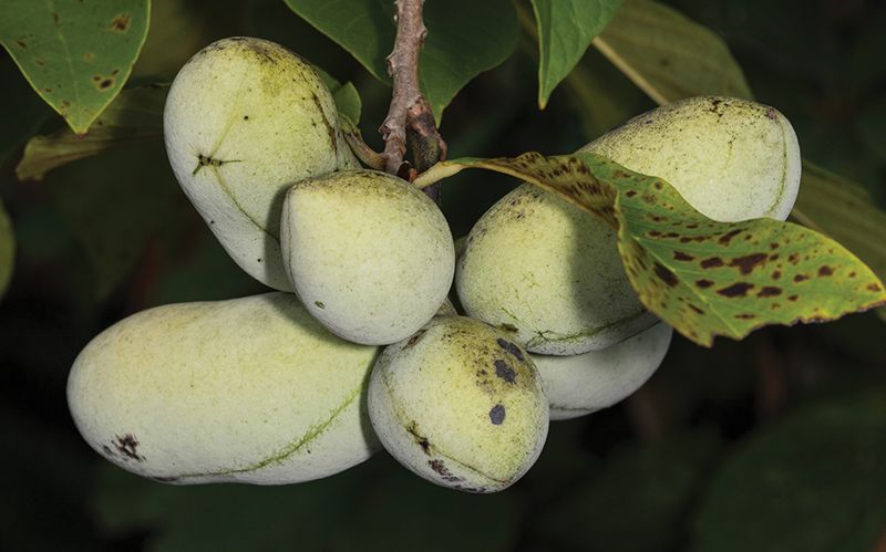 Pawpaw