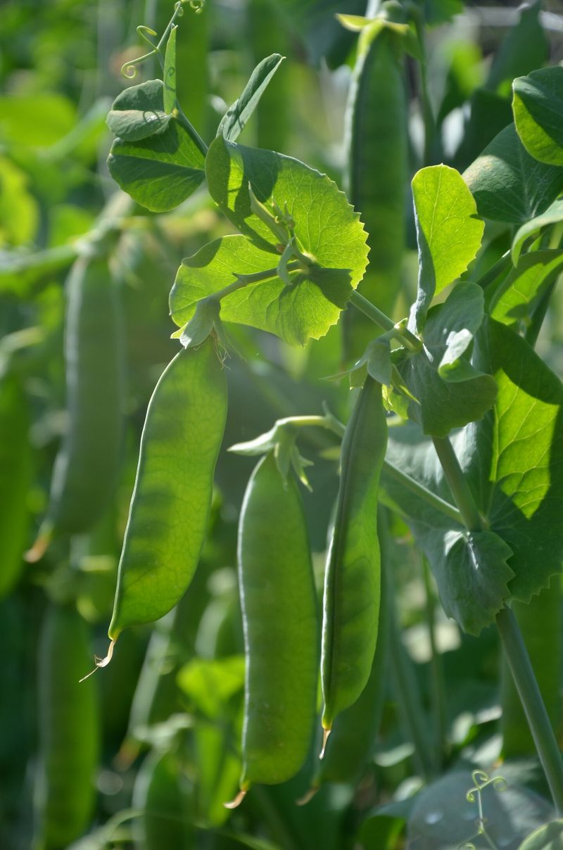 Peas