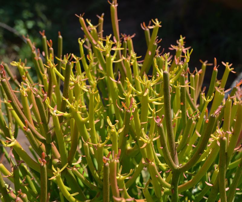 Pencil Cactus