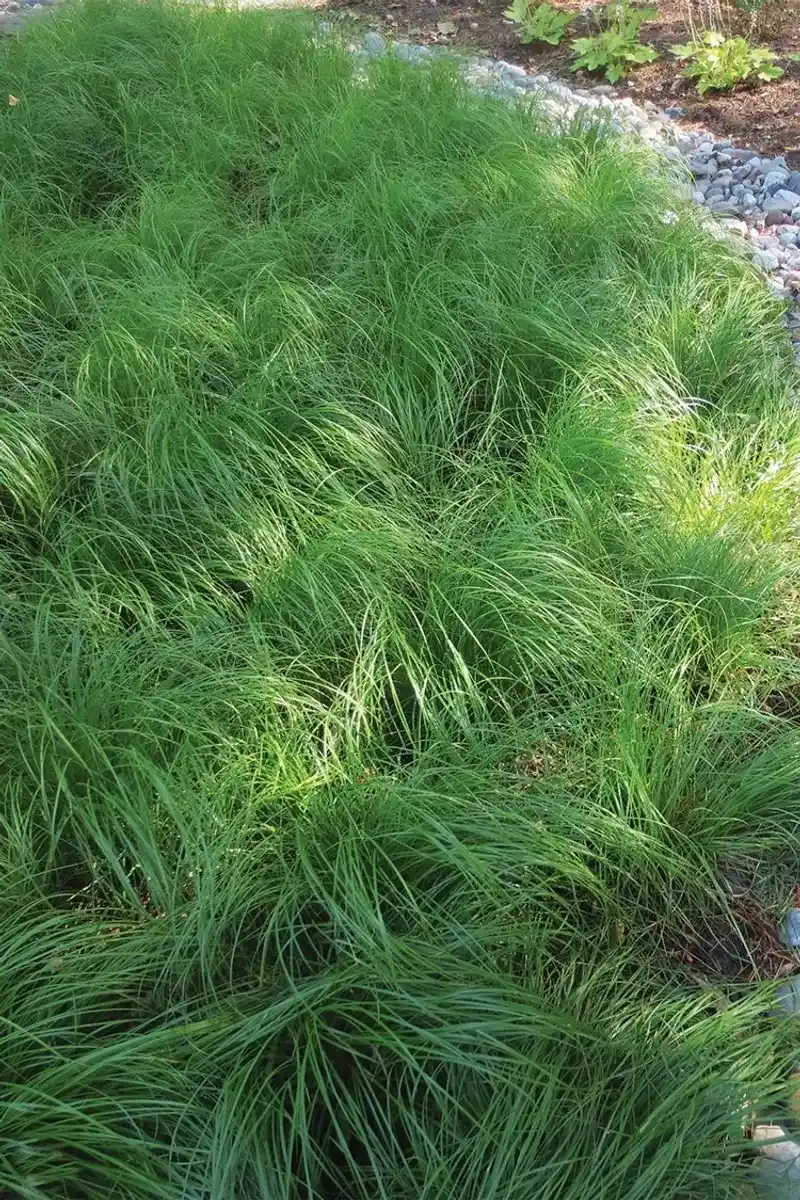 Pennsylvania Sedge (Carex pensylvanica)