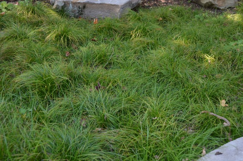 Pennsylvania sedge offers a close match for suitable shaded edges