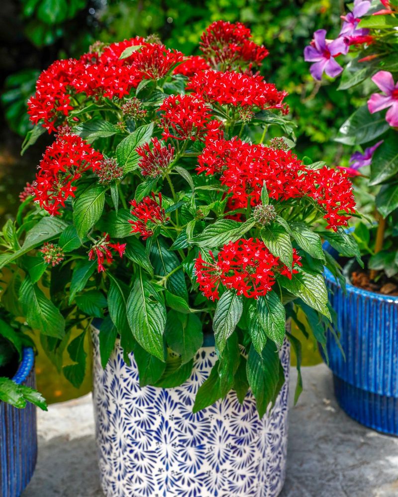 Pentas Pentas