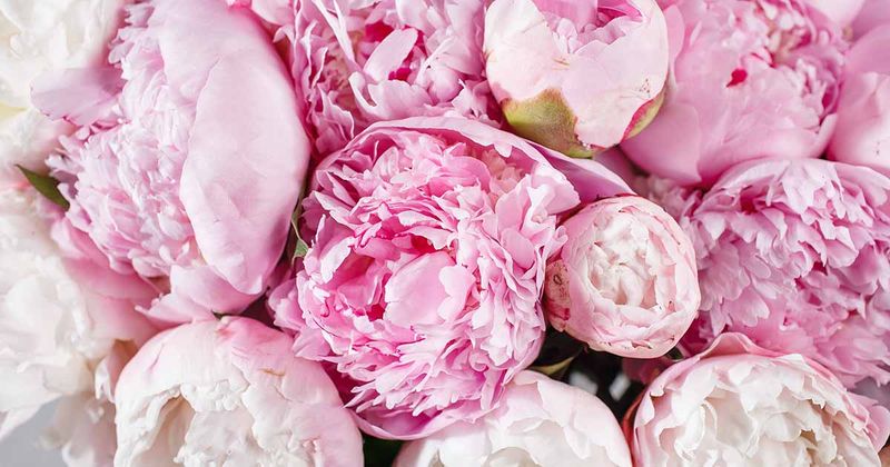 Peony