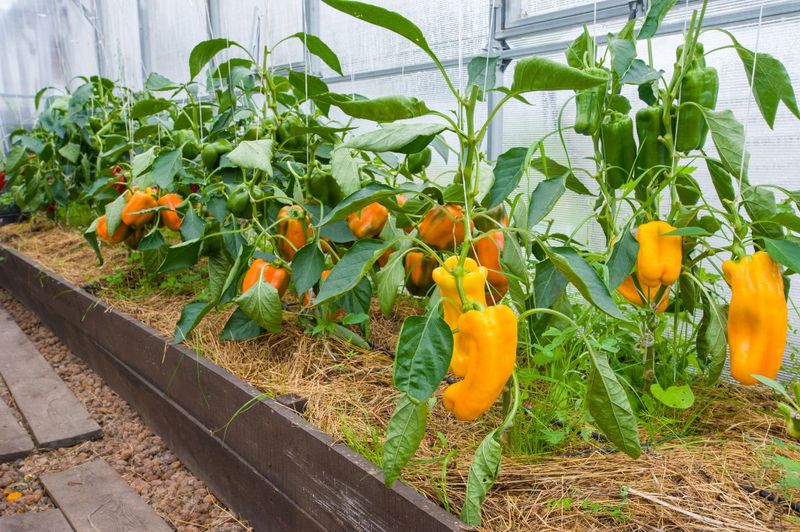 Peppers (Thrive)