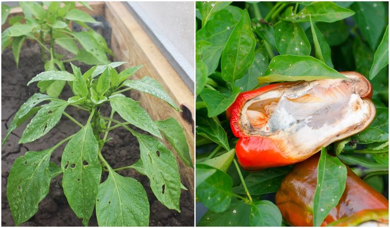 Peppers (in disease-prone gardens)