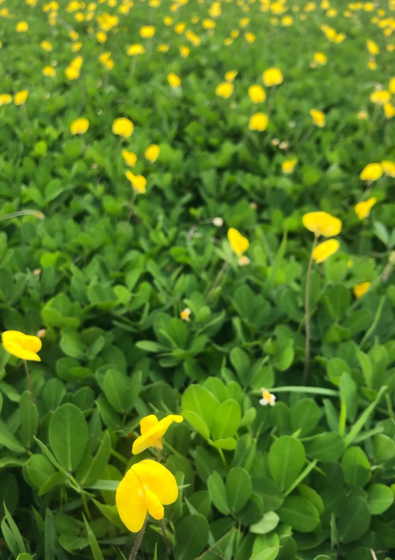 Perennial Peanut Perennial Peanut