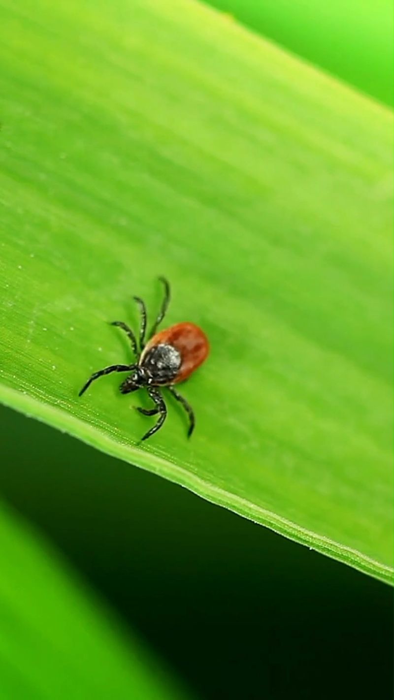 Persimmon does not repel ticks