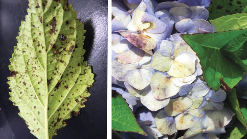 Persistent Wilt Requires Diagnosis, Not More Water