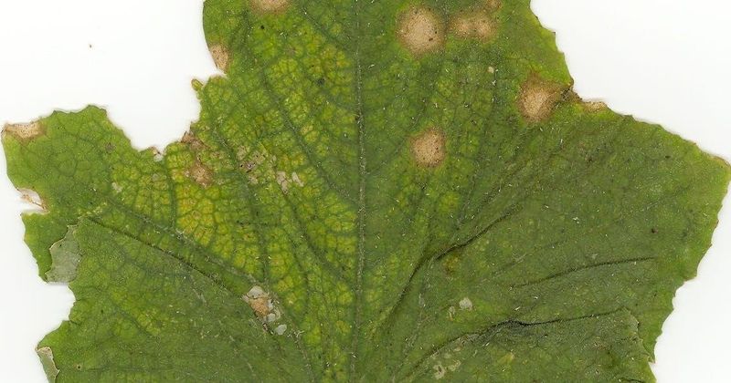 Persistent bitterness may point beyond irrigation