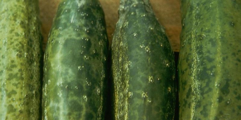 Persistent distortion may point to virus, stress, or another pest