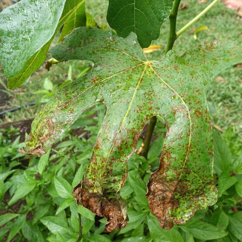 Persistent fruit drop points to causes watering cannot fix Persistent fruit drop points to causes watering cannot fix