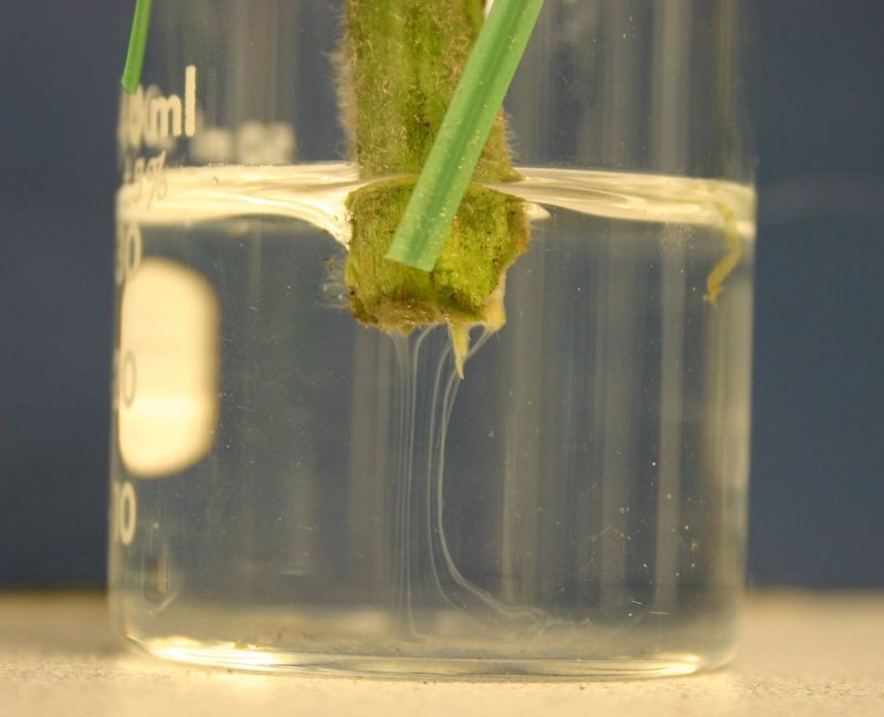 Persistent green wilt may need containment and diagnosis Persistent green wilt may need containment and diagnosis