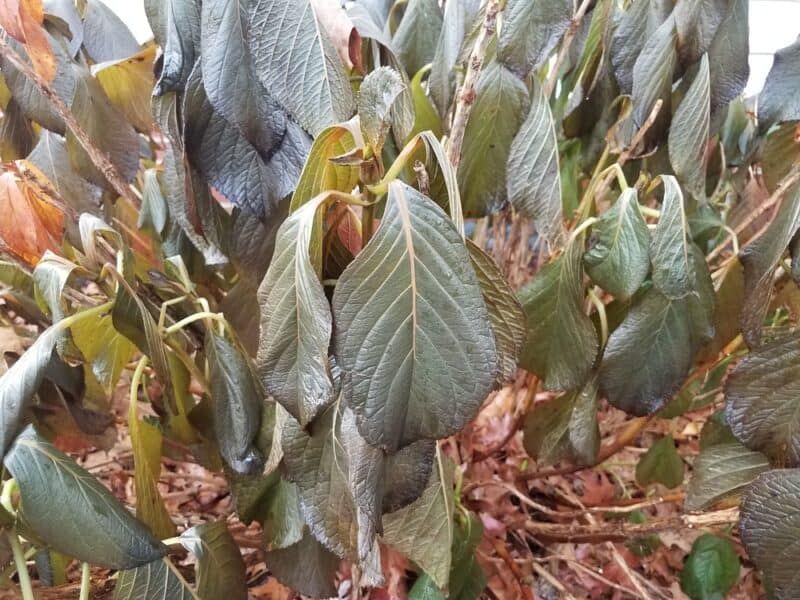 Persistent morning wilt needs a deeper diagnosis Persistent morning wilt needs a deeper diagnosis