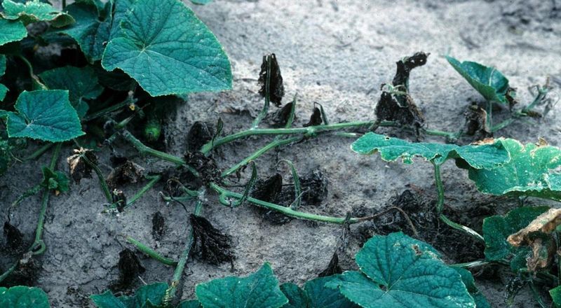 Persistent or worsening wilt needs a broader diagnosis