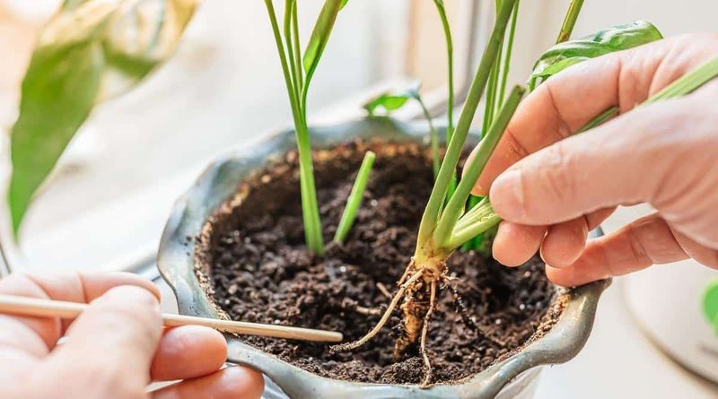 Persistent wet soil points to a different watering problem