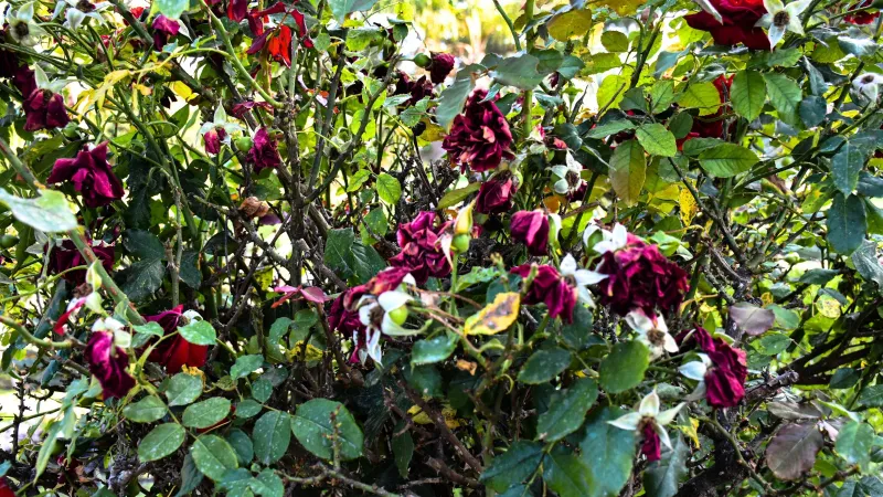 Persistent wilt means investigate before watering again