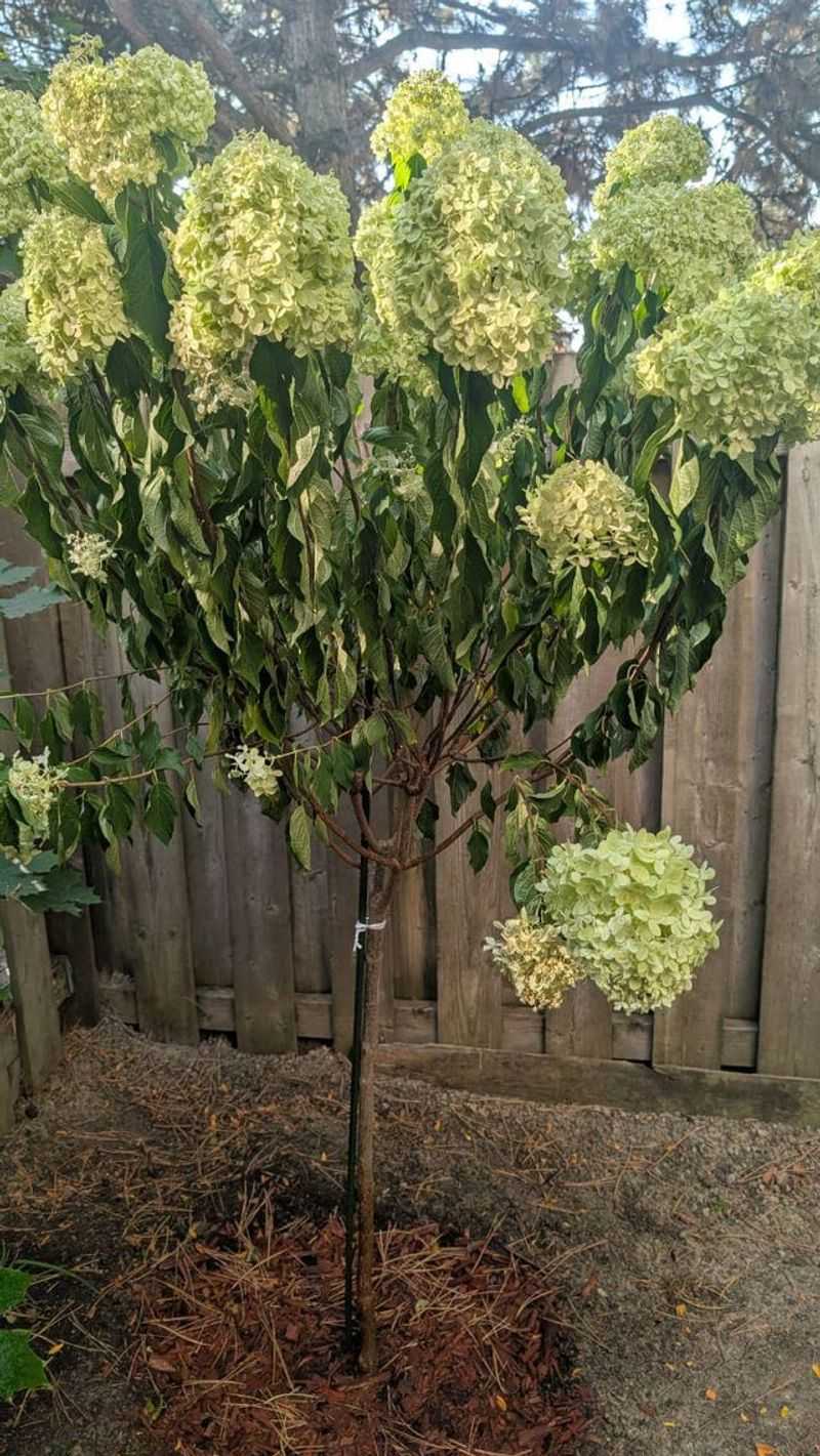 Persistent wilt points beyond watering technique