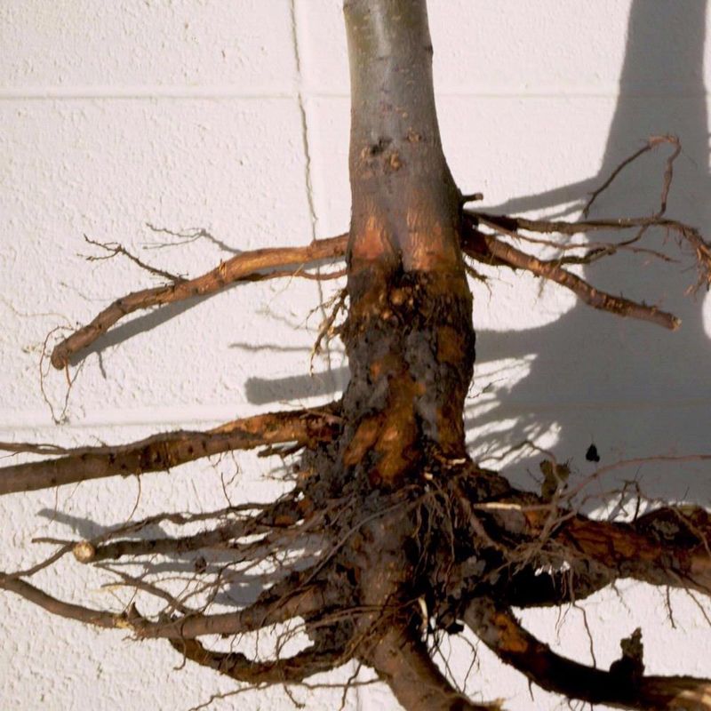 Persistent wilt points beyond watering