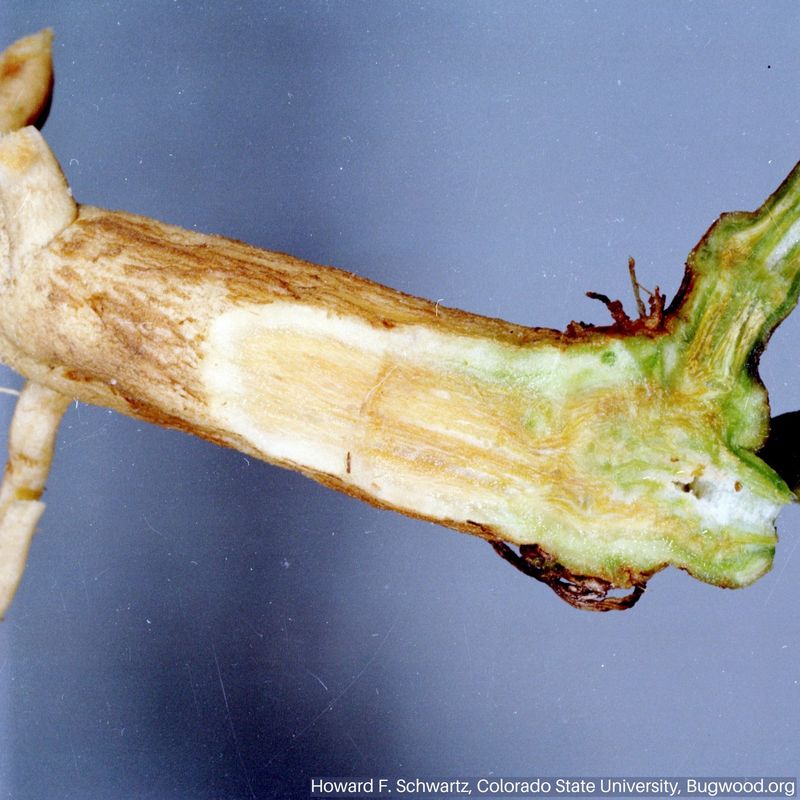 Persistent wilt points toward a vascular disease
