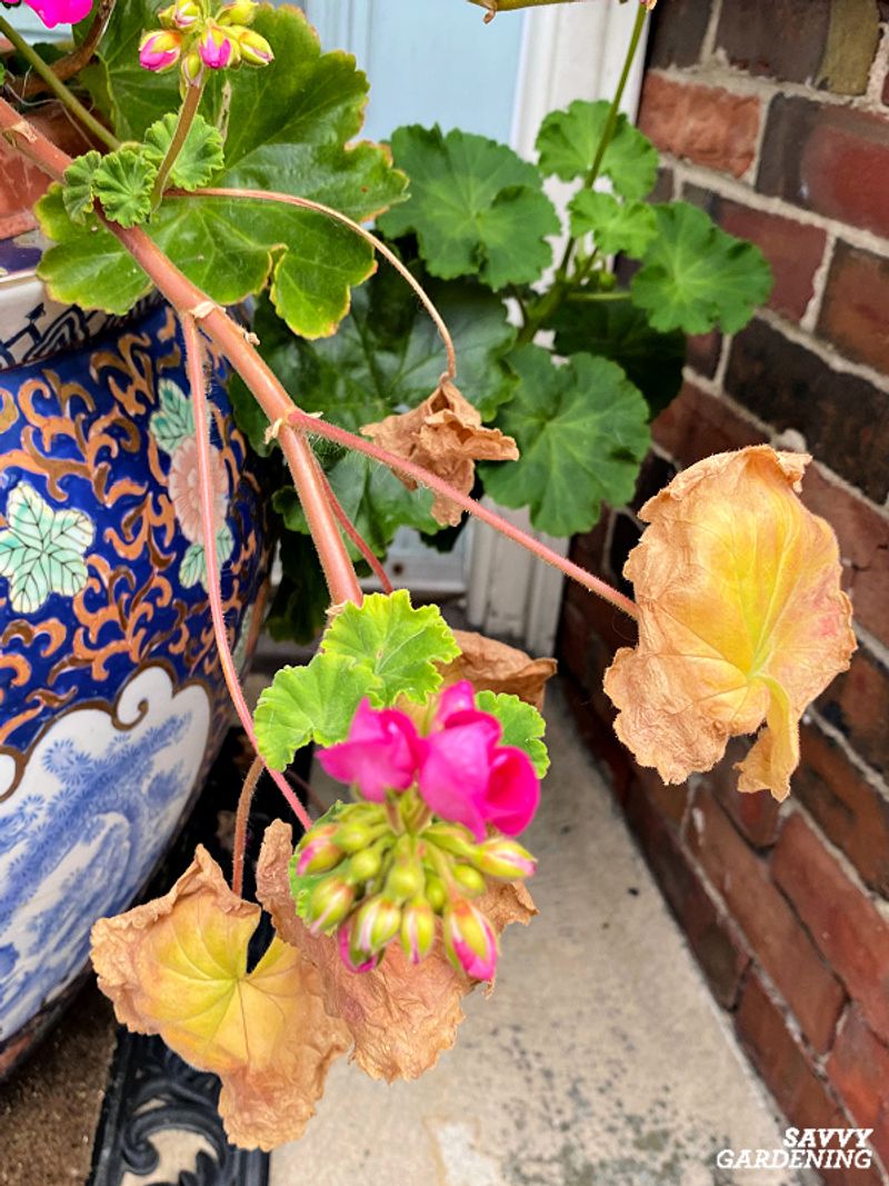 Persistently wet roots are a leading suspect
