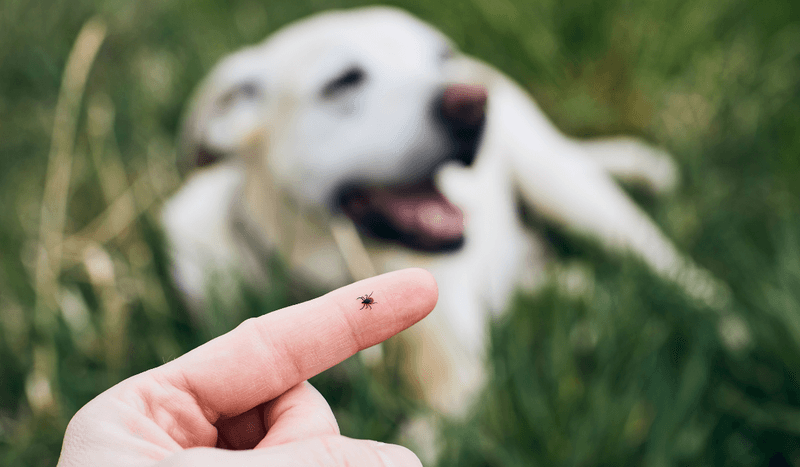 Personal and pet protection still closes the gaps Personal and pet protection still closes the gaps