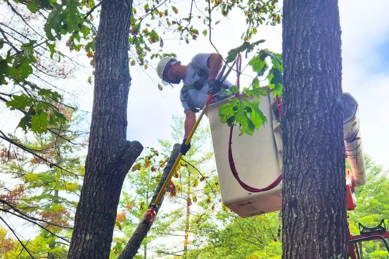 Pesticides and tall trees require more caution than the web does