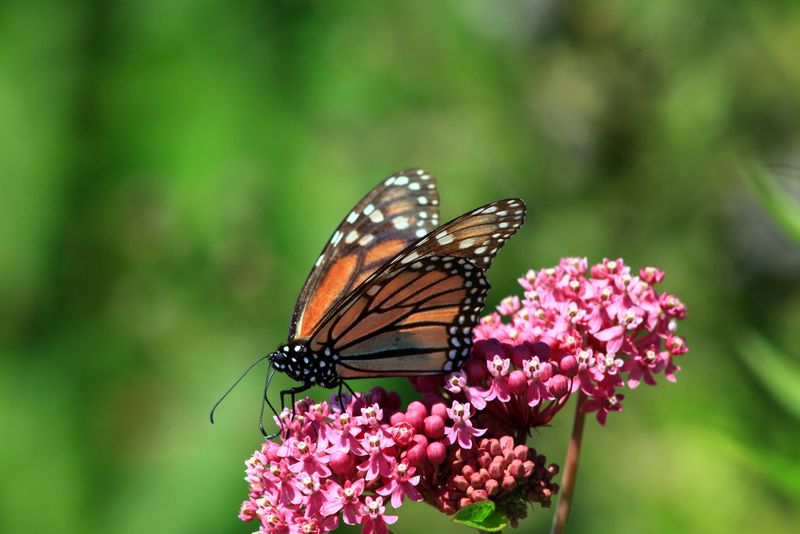 Pesticides demand a separate diagnosis