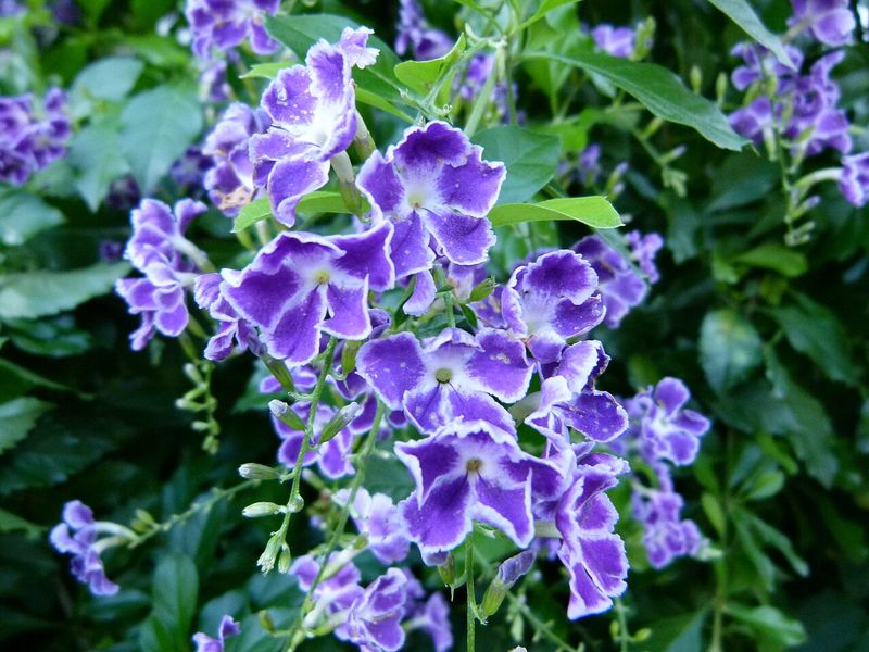 Pets face the main danger when they chew or swallow plant material