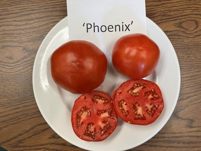 Phoenix Phoenix
