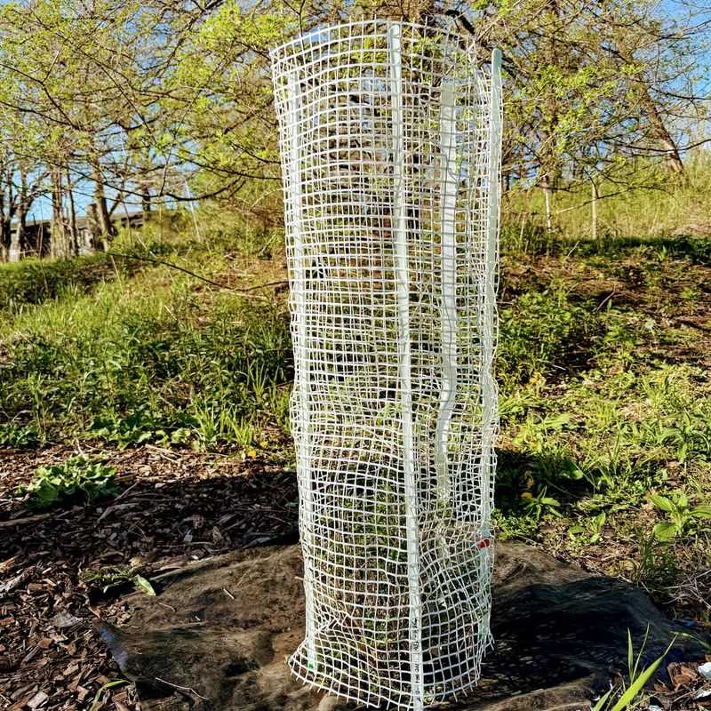 Physical Barriers Save the Plants You Most Want to Keep