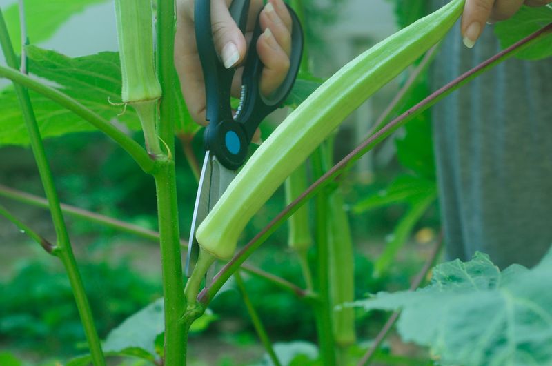Pick frequently to keep the plant producing