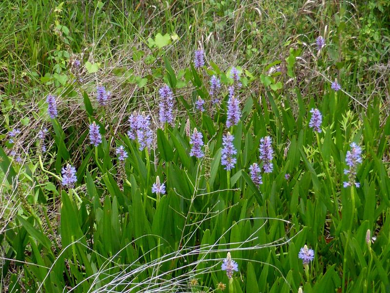 Pickerelweed Pickerelweed