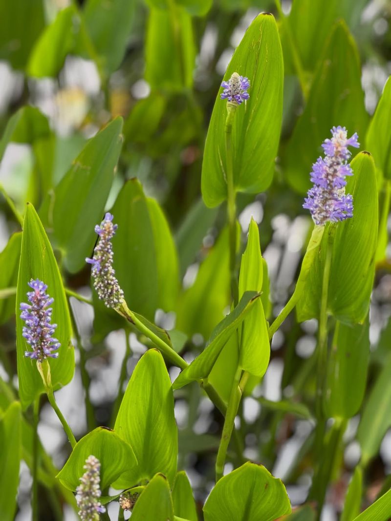 Pickerelweed