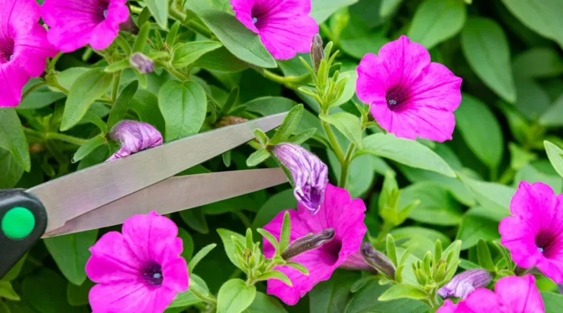 Pinching redirects growth into side shoots