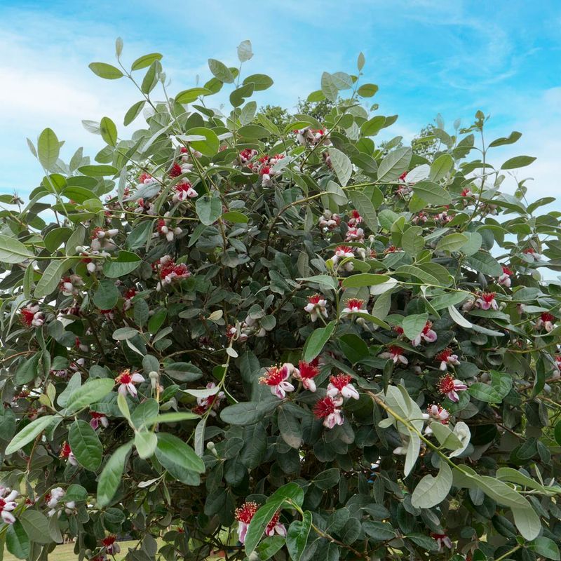 Pineapple Guava (Feijoa sellowiana)
