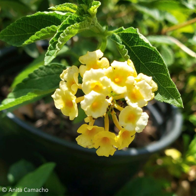 Pineland Lantana