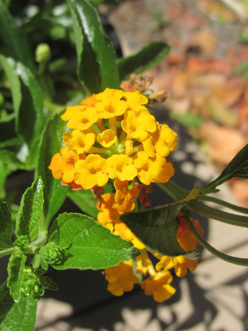 Pineland Lantana Pineland Lantana